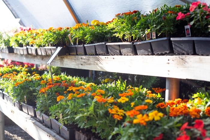 Marigolds and annuals on a greenhouse shelf