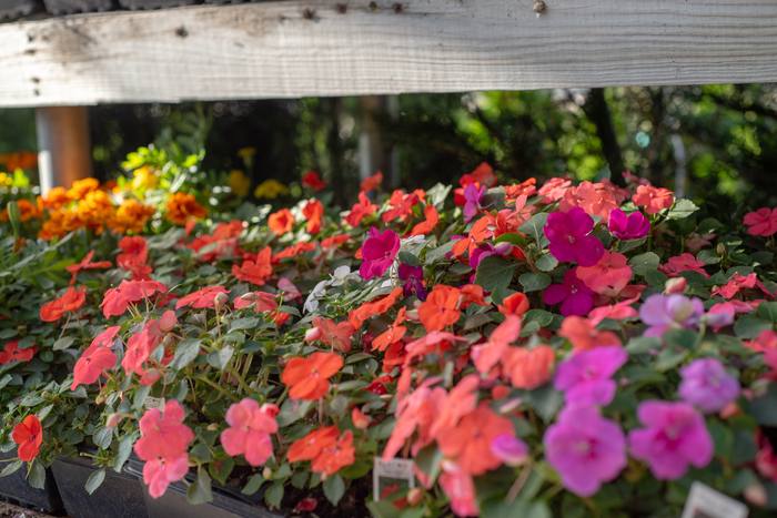 Annuals