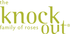 Knock Out Roses