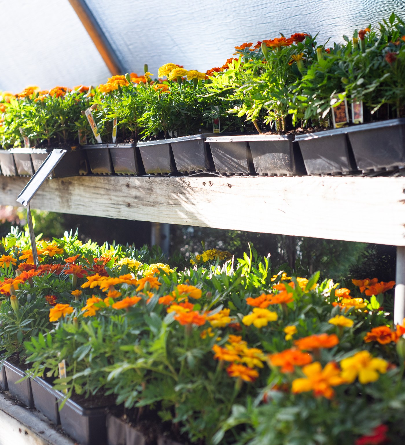 Marigolds in bloom on the greenhouse shelves at Sunshine Garden