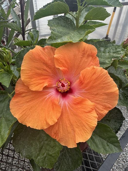 Orange hibiscus bloom