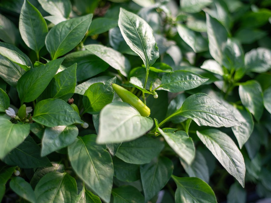 Pepper plant with fruit forming
