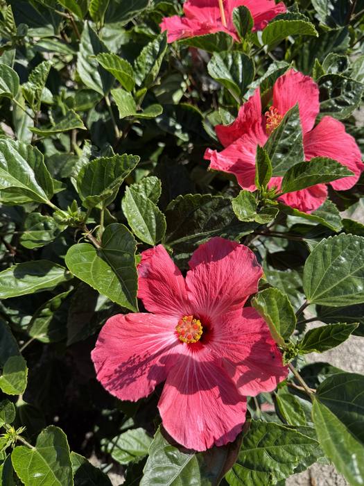 Pink hibiscus blooms