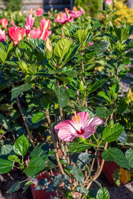 Pink and red hibiscus bush