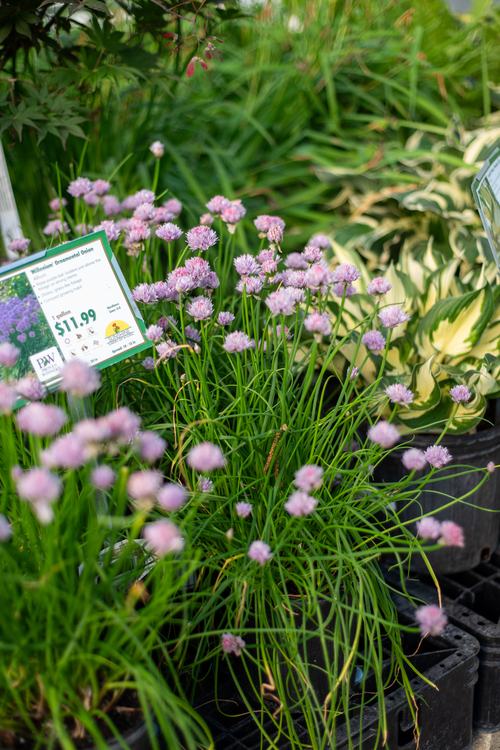 Purple allium ornamental onion