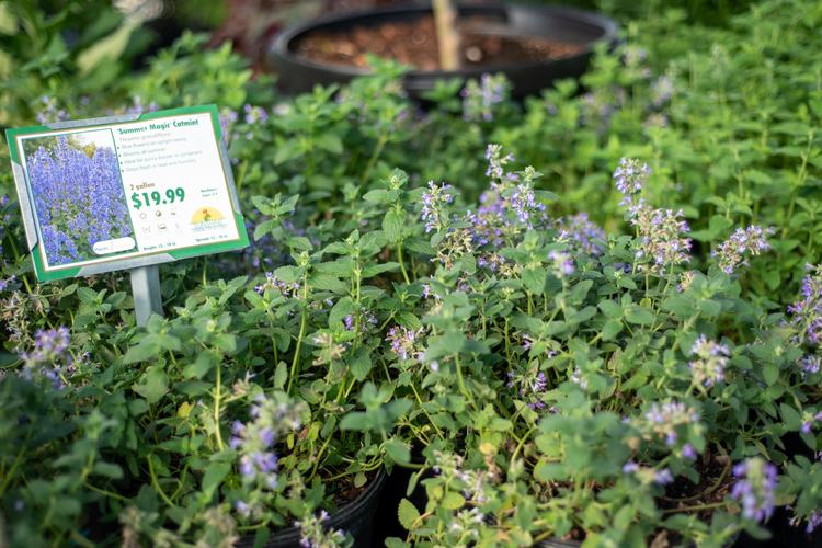 Purple catmint