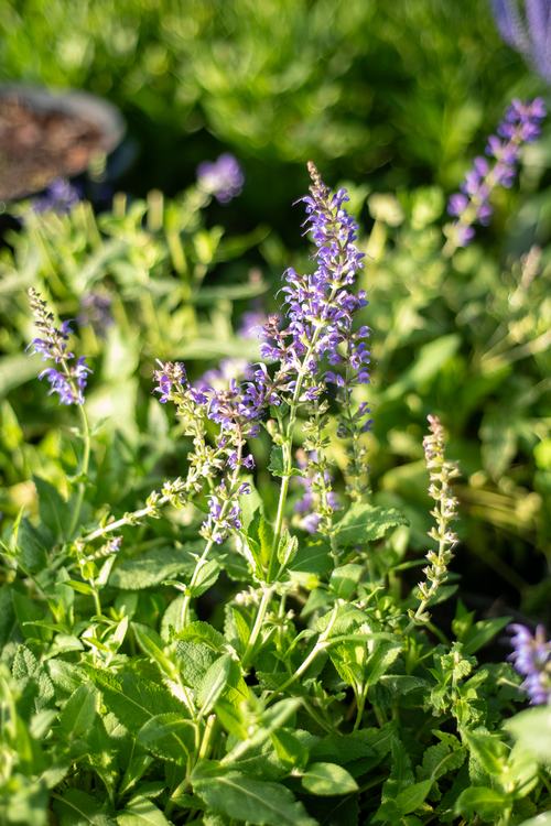 Purple salvia blooms