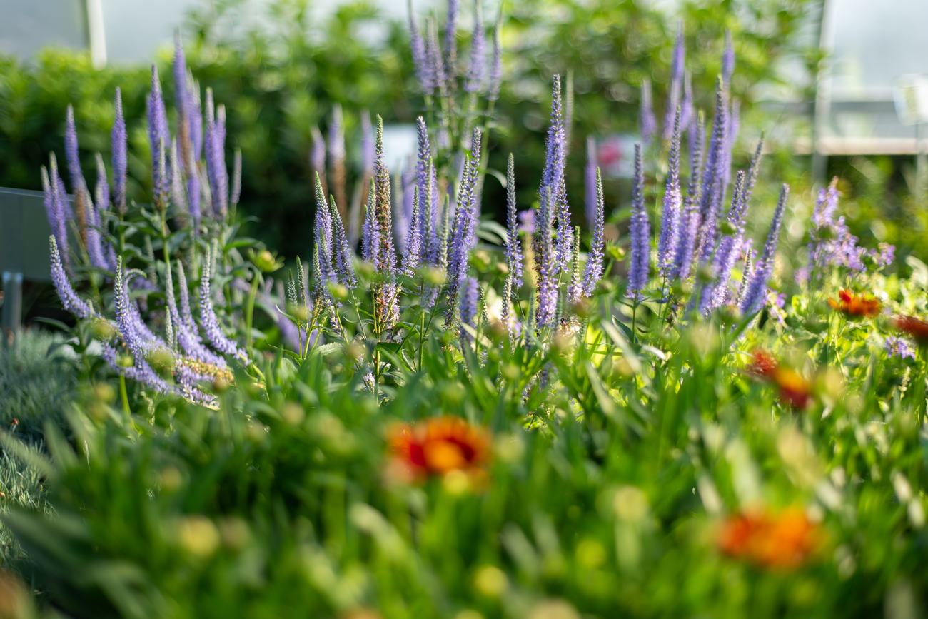 Perennials