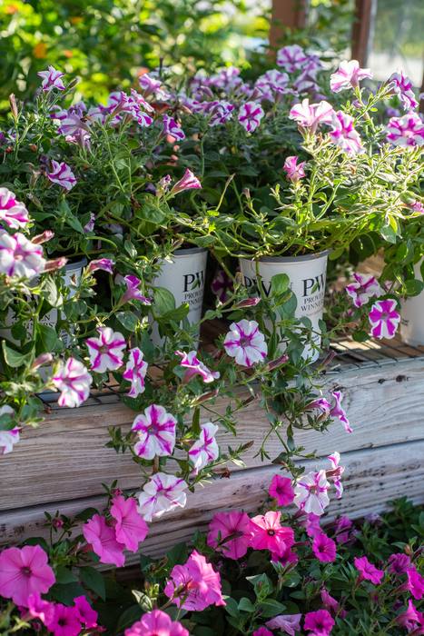 Purple and white petunias