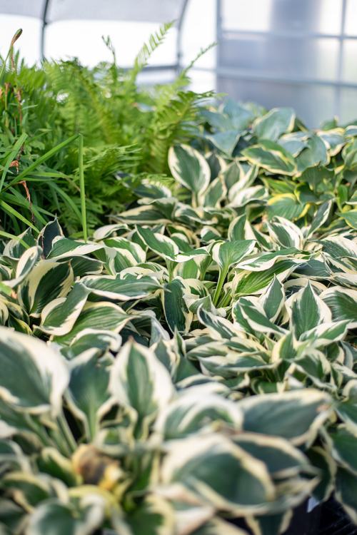 Variegated hosta bed