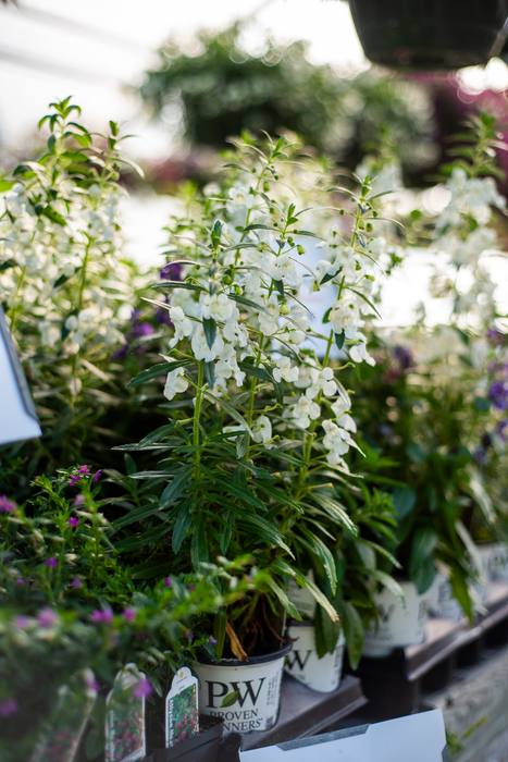 White angelonia blooms