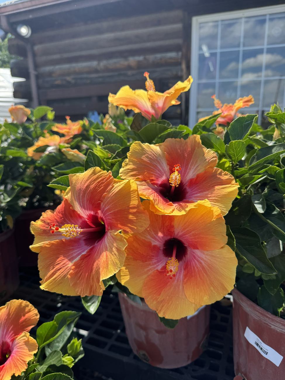 Tropicals